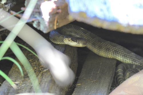 iNaturalist observation photo of Northern Pacific Rattlesnake