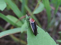 Pseudomops septentrionalis