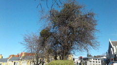 Ileostylus micranthus