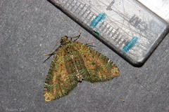 Austrocidaria callichlora