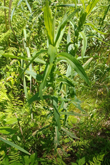 Symphyotrichum puniceum puniceum