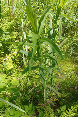 Symphyotrichum puniceum puniceum