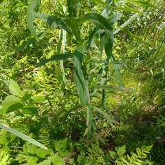 Symphyotrichum puniceum puniceum