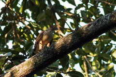 Accipiter bicolor