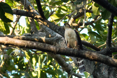Accipiter bicolor