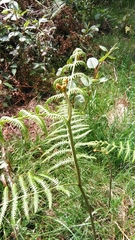 Pteridium revolutum