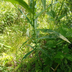 Symphyotrichum puniceum puniceum