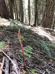 Corallorhiza maculata