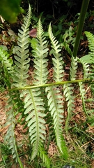 Pteridium revolutum