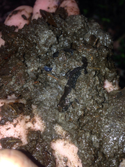 Desmognathus auriculatus