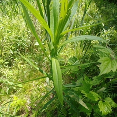 Symphyotrichum puniceum puniceum