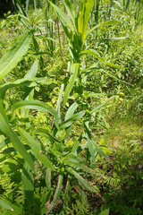 Symphyotrichum puniceum puniceum