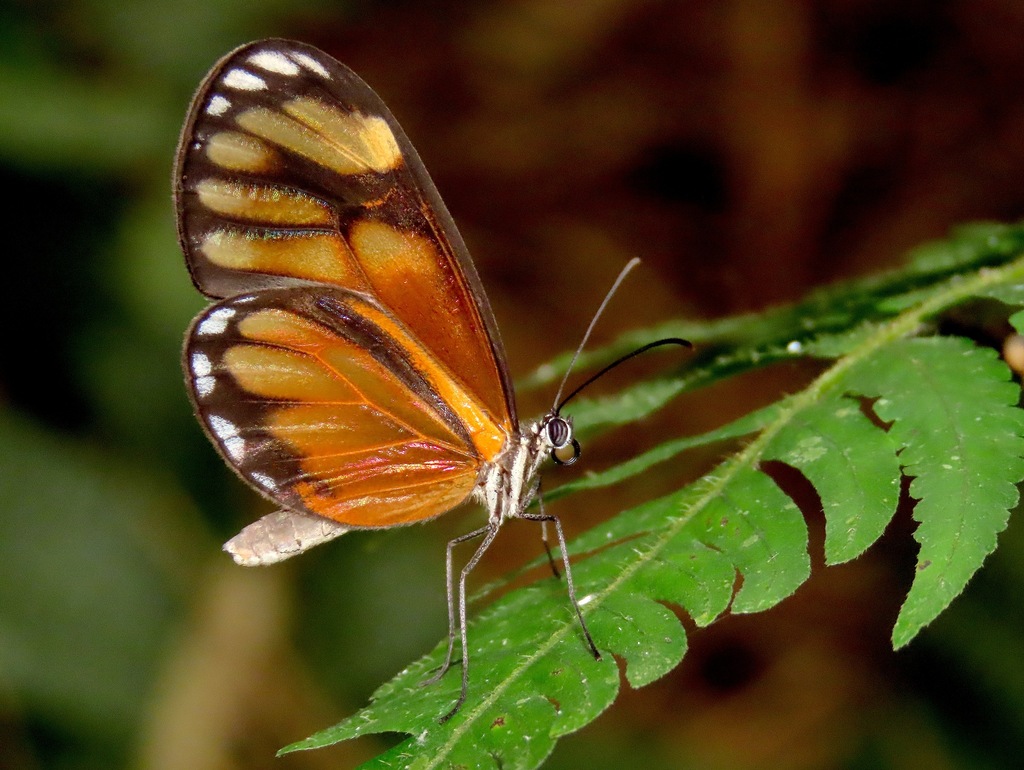Hypoleria ocalea