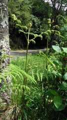 Pteridium revolutum