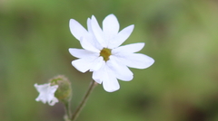 Lithophragma heterophyllum