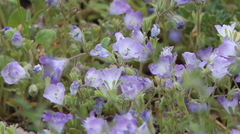 Phacelia douglasii