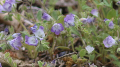 Phacelia douglasii
