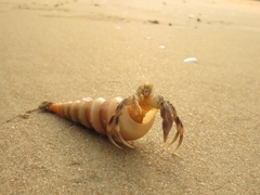 Paguroidea