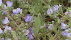 Phacelia douglasii