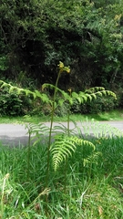 Pteridium revolutum