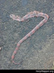 Lampropeltis abnorma