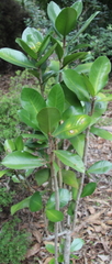 Elingamita johnsonii