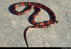 Lampropeltis abnorma