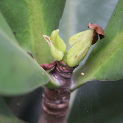 Elingamita johnsonii
