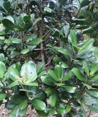 Elingamita johnsonii