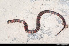 Lampropeltis abnorma