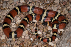 Lampropeltis annulata