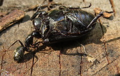 Dorcus parallelus