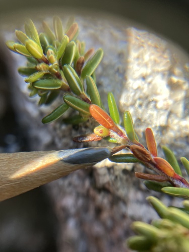 Image of Empetrum atropurpureum by no rights reserved