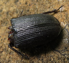 Dorcus parallelus