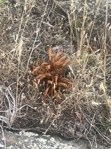 Image of Aphyllon californicum by (c) Noah How, some rights reserved (CC BY)