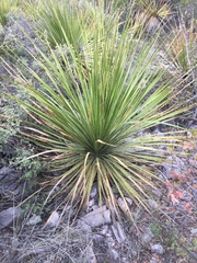 Dasylirion cedrosanum