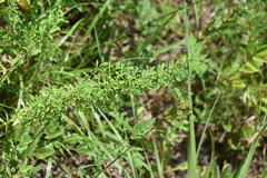 Image of Helichrysum petiolare