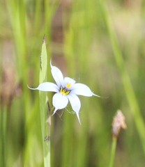 Sisyrinchium albidum