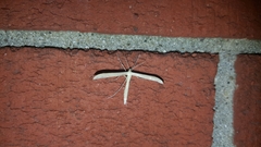 Hellinsia homodactylus