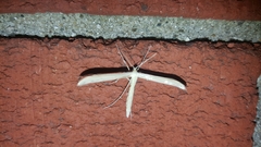 Hellinsia homodactylus