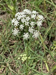 Ptilimnium capillaceum