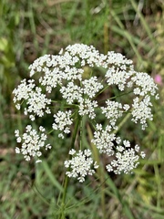 Ptilimnium capillaceum