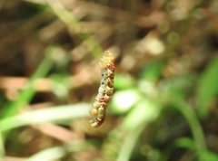 Racotis boarmiaria