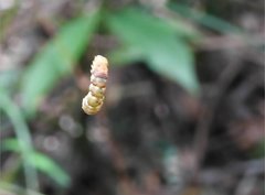 Racotis boarmiaria