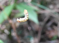 Racotis boarmiaria