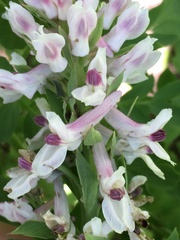 Corydalis caseana