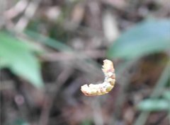 Racotis boarmiaria
