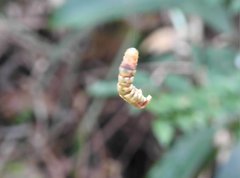 Racotis boarmiaria