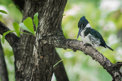 Chloroceryle amazona