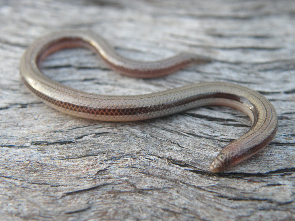 Carpentaria Fine-lined Slider